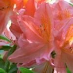 Bois des Moutiers (297) Mai 2012