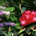 Bois des Moutiers (298) Mai 2012