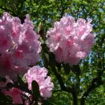 Bois des Moutiers (300) Mai 2012