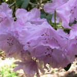 Bois des Moutiers (302) Mai 2012