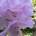 Bois des Moutiers (303) Mai 2012