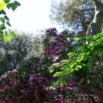 Bois des Moutiers (317) Mai 2012