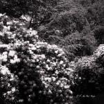 Bois des Moutiers (324) Mai 2012