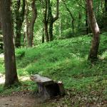 Bois des Moutiers (327) Mai 2012