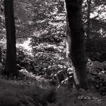 Bois des Moutiers (328) Mai 2012