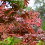 Bois des Moutiers (33) Mai 2012