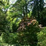 Bois des Moutiers (341) Mai 2012