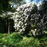 Bois des Moutiers (346) Mai 2012