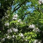 Bois des Moutiers (348) Mai 2012