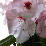 Bois des Moutiers (35) Mai 2012