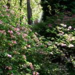 Bois des Moutiers (351) Mai 2012