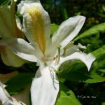 Bois des Moutiers (353) Mai 2012