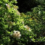 Bois des Moutiers (354) Mai 2012