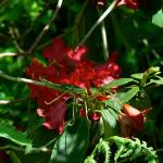 Bois des Moutiers (356) Mai 2012