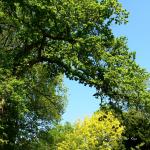 Bois des Moutiers (367) Mai 2012