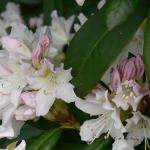 Bois des Moutiers (40) Mai 2012