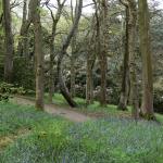 Bois des Moutiers (49) Mai 2012