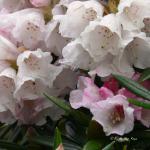 Bois des Moutiers (5) Mai 2012