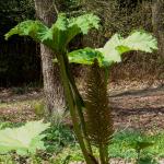 Bois des Moutiers (50) Mai 2012