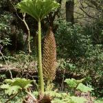 Bois des Moutiers (51) Mai 2012