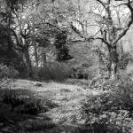 Bois des Moutiers (52b) Mai 2012