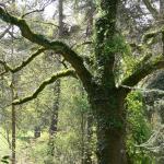 Bois des Moutiers (55) Mai 2012