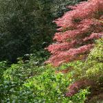 Bois des Moutiers (57) Mai 2012