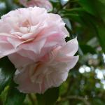 Bois des Moutiers (61) Mai 2012