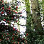 Bois des Moutiers (62) Mai 2012