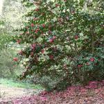 Bois des Moutiers (63) Mai 2012