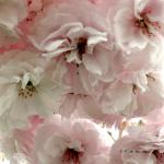 Bois des Moutiers (75) Mai 2012