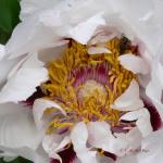 Bois des Moutiers (76) Mai 2012