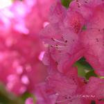 Bois des Moutiers (77) mai 2012