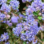 Bois des Moutiers (90) Mai 2012