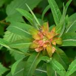 Bois des Moutiers (92) Mai 2012