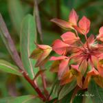 Bois des Moutiers (93) Mai 2012