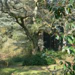 Bois des Moutiers (109) mars 2012