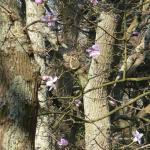 Bois des Moutiers (113) mars 2012