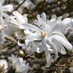 Bois des Moutiers (114) mars 2012