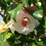 Bois des Moutiers (115) mars 2012