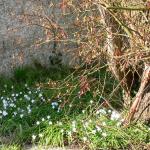 Bois des Moutiers (117) mars 2012