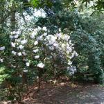 Bois des Moutiers (120) mars 2012