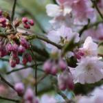 Bois des Moutiers (125) mars 2012