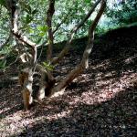 Bois des Moutiers (141) mars 2012