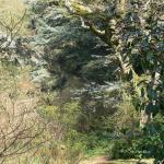 Bois des Moutiers (44) mars 2012