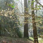 Bois des Moutiers (48) mars 2012