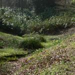 Bois des Moutiers (52) mars 2012