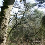 Bois des Moutiers (53) mars 2012