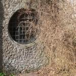 Bois des Moutiers (60) mars 2012