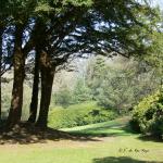 Bois des Moutiers (61) mars 2012